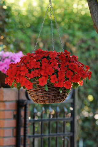 foto van een variëteit aan bloemen, te gebruiken als: Potplant, perkplant, patioplant, korfplant Impatiens walleriana Super Elfin™ XP Scarlet