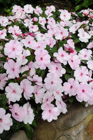 foto van een variëteit aan bloemen, te gebruiken als: Potplant, perkplant, patioplant, korfplant Impatiens N. Guinea Divine Pink Pearl