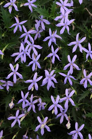 foto van een variëteit aan bloemen, te gebruiken als: Pot - en perkplant Laurentia Gemini Blue