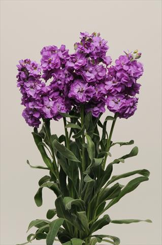 foto van een variëteit aan bloemen, te gebruiken als: Pot - en perkplant Matthiola incana Katz Blue