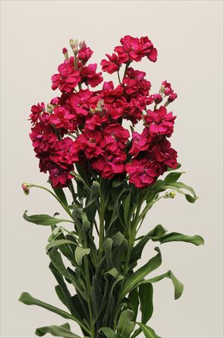 foto van een variëteit aan bloemen, te gebruiken als: Pot - en perkplant Matthiola incana Katz Ruby