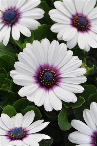 foto van een variëteit aan bloemen, te gebruiken als: Pot - en perkplant Osteospermum ecklonis Akila White with Purple Eye