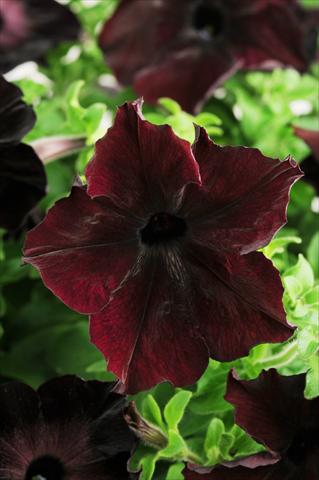 foto van een variëteit aan bloemen, te gebruiken als: Potplant, patioplant, korfplant Petunia grandiflora Sophistica Blackberry