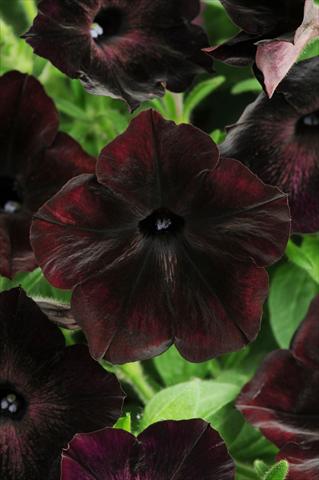 foto van een variëteit aan bloemen, te gebruiken als: Potplant, patioplant, korfplant Petunia multiflora Debonair Black Cherry