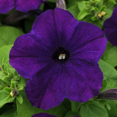 foto van een variëteit aan bloemen, te gebruiken als: Potplant, patioplant, korfplant Petunia multiflora Lo Rider Blue