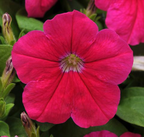 foto van een variëteit aan bloemen, te gebruiken als: Potplant, patioplant, korfplant Petunia multiflora Lo Rider Pink