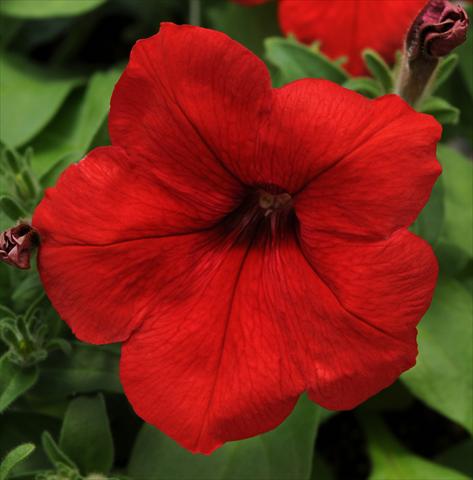 foto van een variëteit aan bloemen, te gebruiken als: Potplant, patioplant, korfplant Petunia multiflora Lo Rider Red