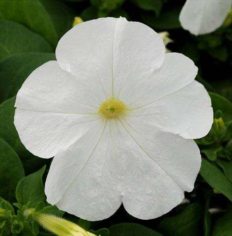 foto van een variëteit aan bloemen, te gebruiken als: Potplant, patioplant, korfplant Petunia multiflora Lo Rider White