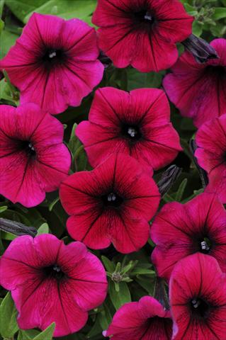 foto van een variëteit aan bloemen, te gebruiken als: Potplant, patioplant, korfplant Petunia x hybrida Shock Wave™ Deep Purple