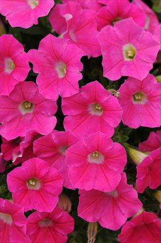 foto van een variëteit aan bloemen, te gebruiken als: Potplant, patioplant, korfplant Petunia x hybrida Shock Wave™ Rose