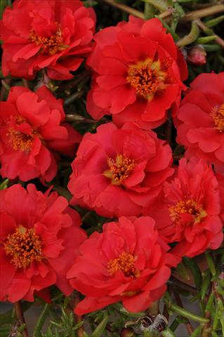 foto van een variëteit aan bloemen, te gebruiken als: Potplant, perkplant, patioplant, korfplant Portulaca Happy Trails Deep Red