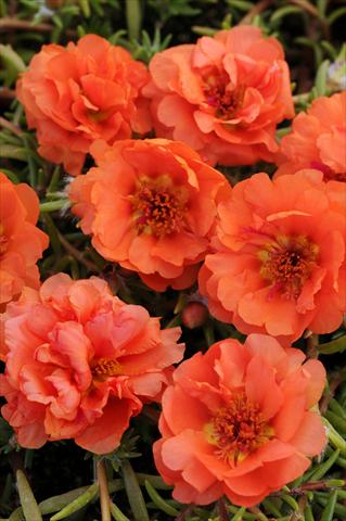 foto van een variëteit aan bloemen, te gebruiken als: Potplant, perkplant, patioplant, korfplant Portulaca Happy Trails Orange