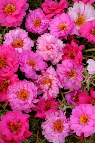 foto van een variëteit aan bloemen, te gebruiken als: Potplant, perkplant, patioplant, korfplant Portulaca Happy Trails Pink Passion Mixture