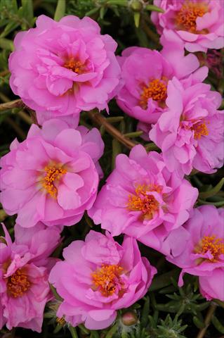 foto van een variëteit aan bloemen, te gebruiken als: Potplant, perkplant, patioplant, korfplant Portulaca Happy Trails Pink