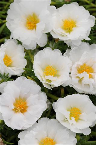 foto van een variëteit aan bloemen, te gebruiken als: Potplant, perkplant, patioplant, korfplant Portulaca Happy Trails White