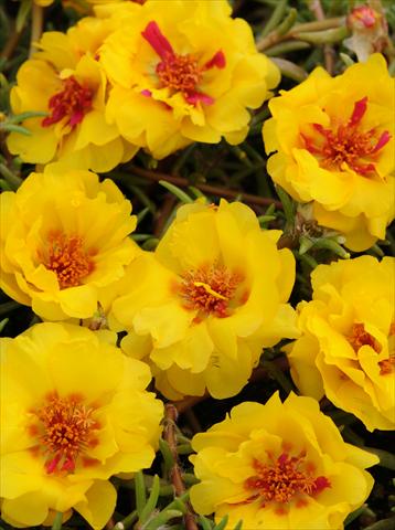 foto van een variëteit aan bloemen, te gebruiken als: Potplant, perkplant, patioplant, korfplant Portulaca Happy Trails Yellow