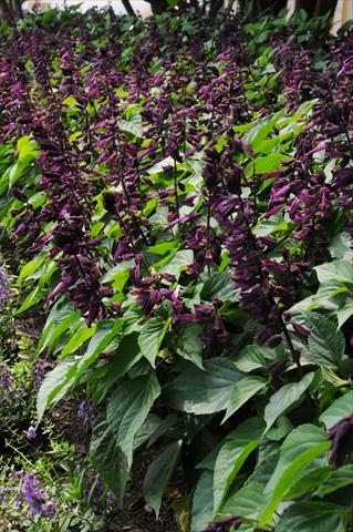 foto van een variëteit aan bloemen, te gebruiken als: Pot - en perkplant Salvia splendens Lighthouse Collection Purple