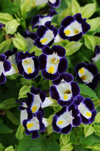 foto van een variëteit aan bloemen, te gebruiken als: Potplant, patioplant, korfplant Torenia Kauai Blue and White