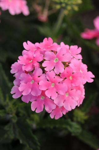foto van een variëteit aan bloemen, te gebruiken als: Potplant, patioplant, korfplant Verbena Quartz XP Pink