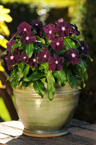 foto van een variëteit aan bloemen, te gebruiken als: Pot - en perkplant Catharanthus roseus - Vinca Jams 