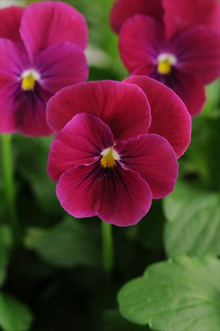 foto van een variëteit aan bloemen, te gebruiken als: Potplant, perkplant, patioplant, korfplant Viola cornuta Sorbet™ Carmine Rose