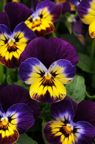 foto van een variëteit aan bloemen, te gebruiken als: Potplant, perkplant, patioplant, korfplant Viola cornuta Sorbet™ Midnight Glow