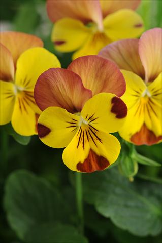 foto van een variëteit aan bloemen, te gebruiken als: Potplant, perkplant, patioplant, korfplant Viola cornuta Sorbet™ Peach Melba