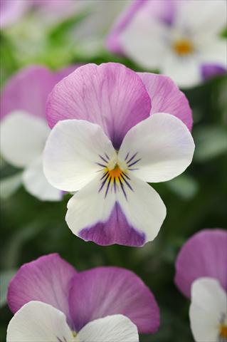 foto van een variëteit aan bloemen, te gebruiken als: Potplant, perkplant, patioplant, korfplant Viola cornuta Sorbet™ Pink Wing