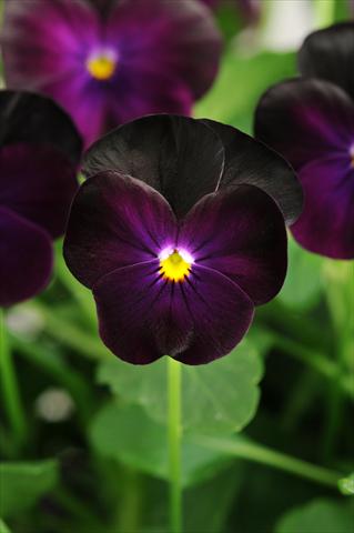 foto van een variëteit aan bloemen, te gebruiken als: Potplant, perkplant, patioplant, korfplant Viola cornuta Sorbet™ XP Blackberry