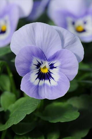 foto van een variëteit aan bloemen, te gebruiken als: Potplant, perkplant, patioplant, korfplant Viola cornuta Sorbet™ XP Marina