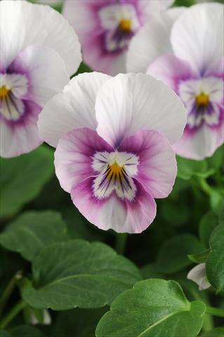 foto van een variëteit aan bloemen, te gebruiken als: Potplant, perkplant, patioplant, korfplant Viola cornuta Sorbet™ XP Pink Halo