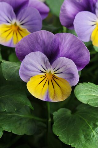 foto van een variëteit aan bloemen, te gebruiken als: Potplant, perkplant, patioplant, korfplant Viola cornuta Sorbet™ XP Yellow Frost