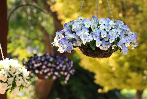 foto van een variëteit aan bloemen, te gebruiken als: Potplant, perkplant, patioplant, korfplant Viola wittrockiana Cool Wave Frost