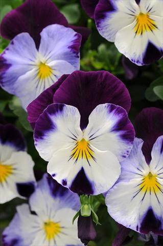 foto van een variëteit aan bloemen, te gebruiken als: Potplant, perkplant, patioplant, korfplant Viola wittrockiana Cool Wave Violet Wing