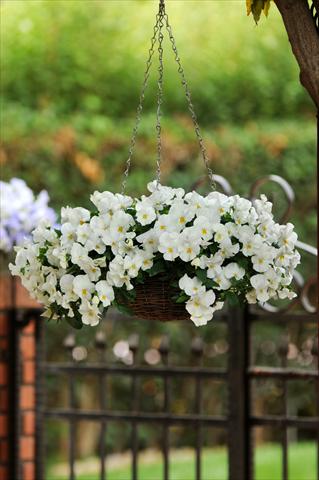 foto van een variëteit aan bloemen, te gebruiken als: Potplant, perkplant, patioplant, korfplant Viola wittrockiana Cool Wave White