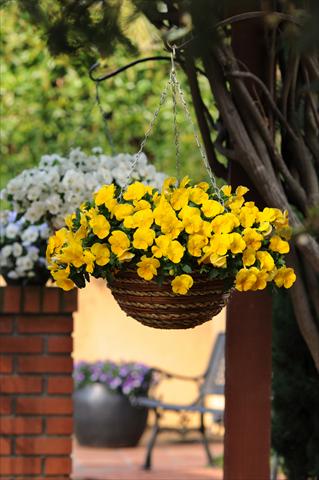 foto van een variëteit aan bloemen, te gebruiken als: Potplant, perkplant, patioplant, korfplant Viola wittrockiana Cool Wave Yellow