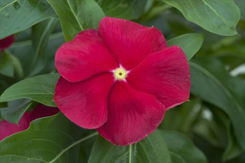 foto van een variëteit aan bloemen, te gebruiken als: Pot - en perkplant Catharanthus roseus - Vinca Cora Red