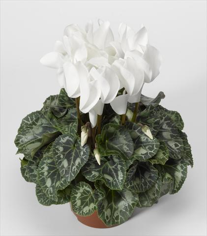 foto van een variëteit aan bloemen, te gebruiken als: Korf / Pot Cyclamen persicum Rainier F1 White North