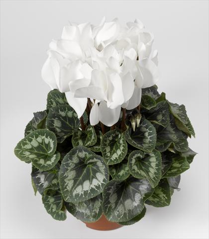 foto van een variëteit aan bloemen, te gebruiken als: Korf / Pot Cyclamen persicum Rainier F1 White South