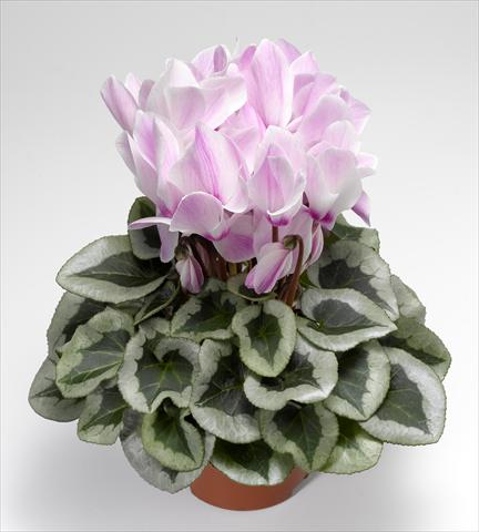 foto van een variëteit aan bloemen, te gebruiken als: Korf / Pot Cyclamen persicum Winter Ice F1 Light Purple Flame