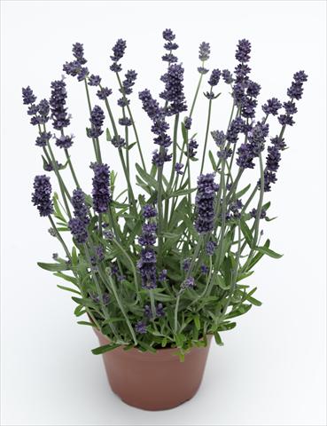 foto van een variëteit aan bloemen, te gebruiken als: Pot - en perkplant Lavandula angustifolia Sentivia Early Blue