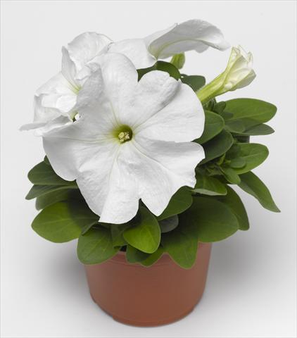 foto van een variëteit aan bloemen, te gebruiken als: Potplant, perkplant, patioplant, korfplant Petunia grandiflora Duvet White