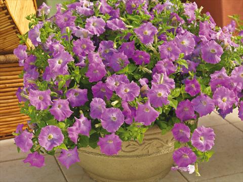 foto van een variëteit aan bloemen, te gebruiken als: Pot - en perkplant Petunia milliflora Picobella Cascade Lavender