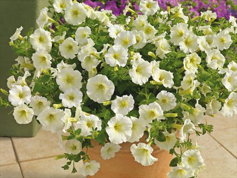 foto van een variëteit aan bloemen, te gebruiken als: Pot - en perkplant Petunia milliflora Picobella Cascade White