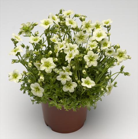 foto van een variëteit aan bloemen, te gebruiken als: Pot - en perkplant Saxifraga x arendsii Alpino Early Lime