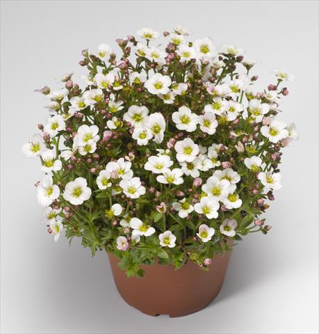 foto van een variëteit aan bloemen, te gebruiken als: Pot - en perkplant Saxifraga x arendsii Alpino Early White