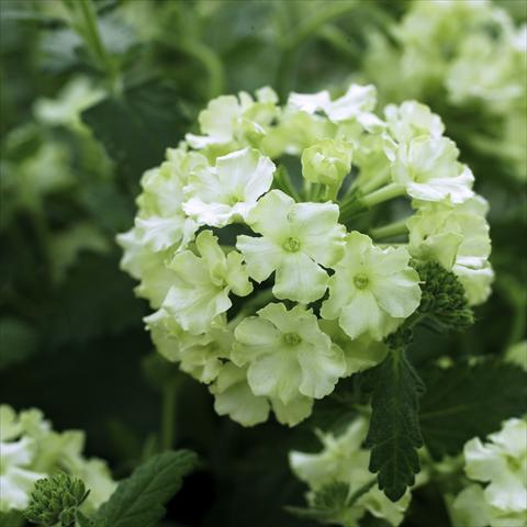 foto van een variëteit aan bloemen, te gebruiken als: Potplant, patioplant, korfplant Verbena hybrida Lanai® Lime green