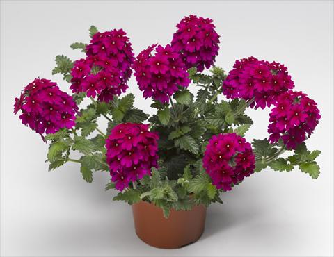 foto van een variëteit aan bloemen, te gebruiken als: Potplant, patioplant, korfplant Verbena hybrida Lanai® Magenta