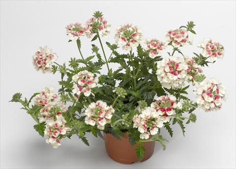 foto van een variëteit aan bloemen, te gebruiken als: Potplant, patioplant, korfplant Verbena hybrida Lanai® Vintage Rose