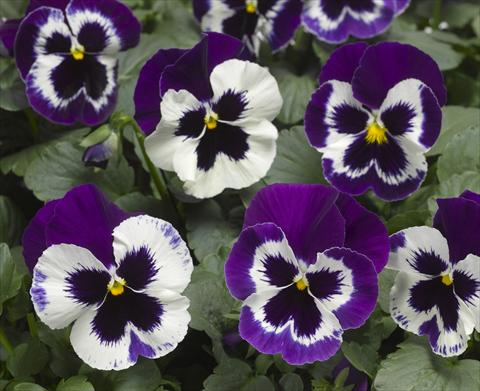foto van een variëteit aan bloemen, te gebruiken als: Pot - en perkplant Viola wittrockiana Karma F1 Violet with Face Imp